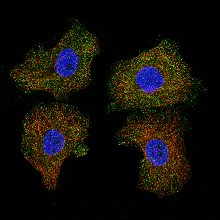 Immunocytochemistry/ Immunofluorescence - Anti-CD5 Antibody [CL12334] (AB327140)