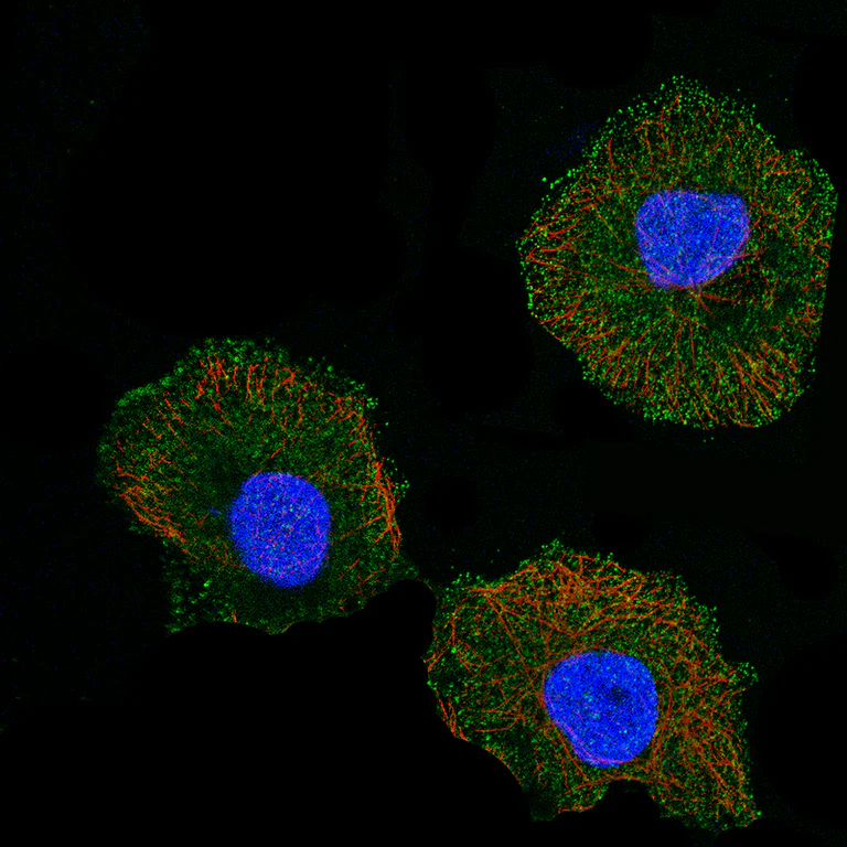 Immunocytochemistry/ Immunofluorescence - Anti-CD5 Antibody [CL12420] (AB327141)