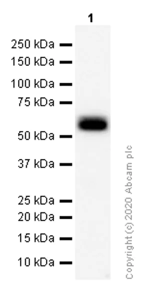 Western blot - Anti-CD5 antibody [EP2952] (AB75877)