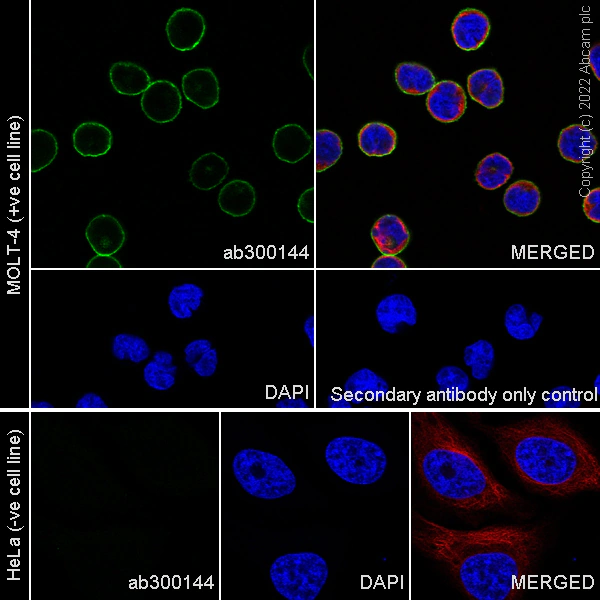 Immunocytochemistry - Anti-CD5 antibody [EPR26532-12] (BSA and Azide free) (AB300145), expandable thumbnail