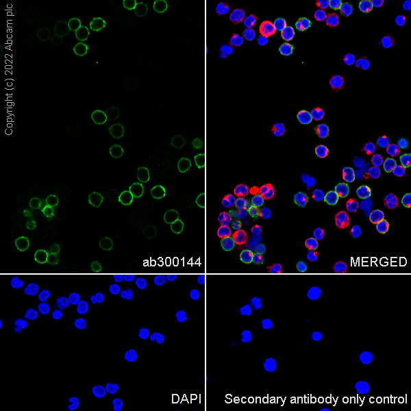 Immunocytochemistry - Anti-CD5 antibody [EPR26532-12] (BSA and Azide free) (AB300145), expandable thumbnail