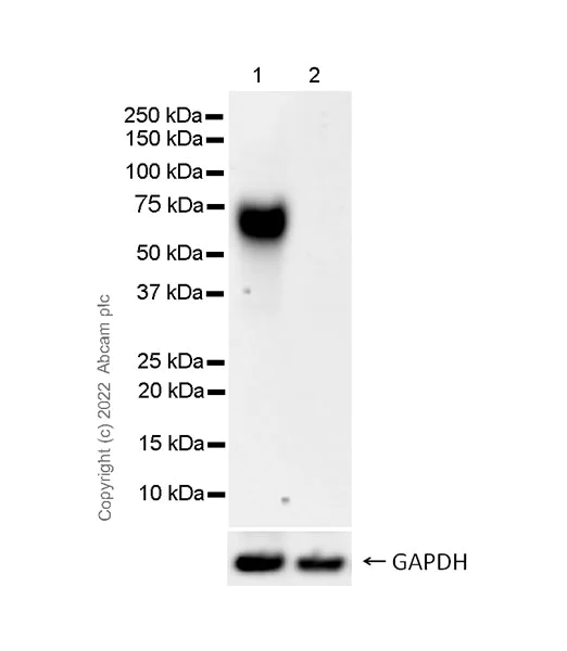 Western blot - Anti-CD5 antibody [EPR26533-75] (AB300423)