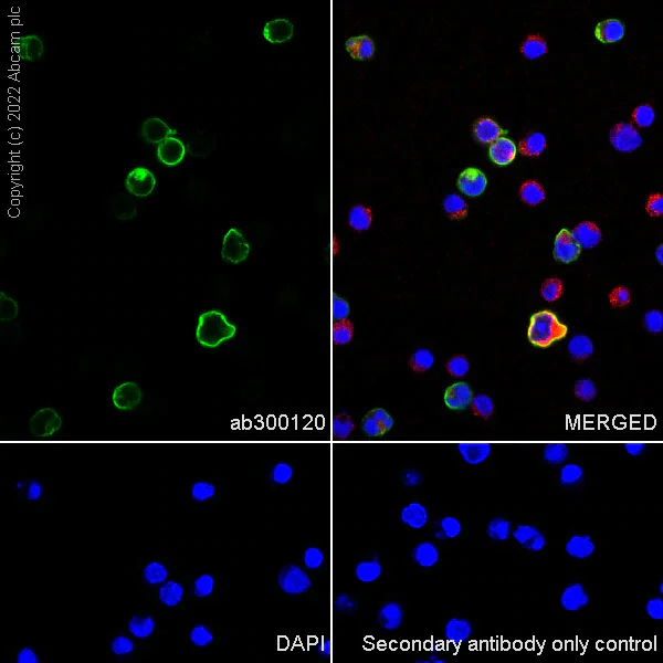 Immunocytochemistry/ Immunofluorescence - Anti-CD5 antibody [EPR26534-47] (BSA and Azide free) (AB300121)