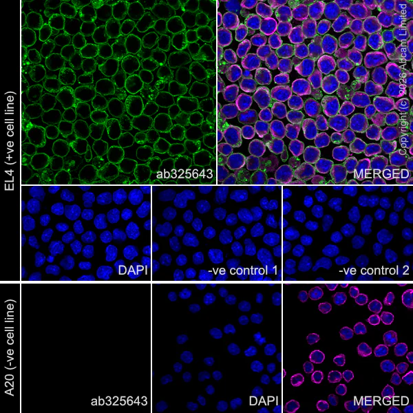 Immunocytochemistry/ Immunofluorescence - Anti-CD5 antibody [RM1352] (AB325643)