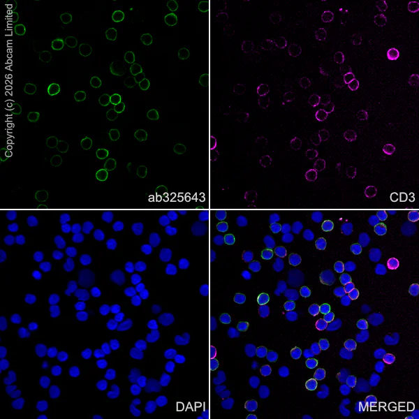 Immunocytochemistry/ Immunofluorescence - Anti-CD5 antibody [RM1352] (AB325643)