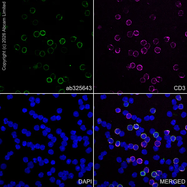 Immunocytochemistry/ Immunofluorescence - Anti-CD5 antibody [RM1352] (AB325643)