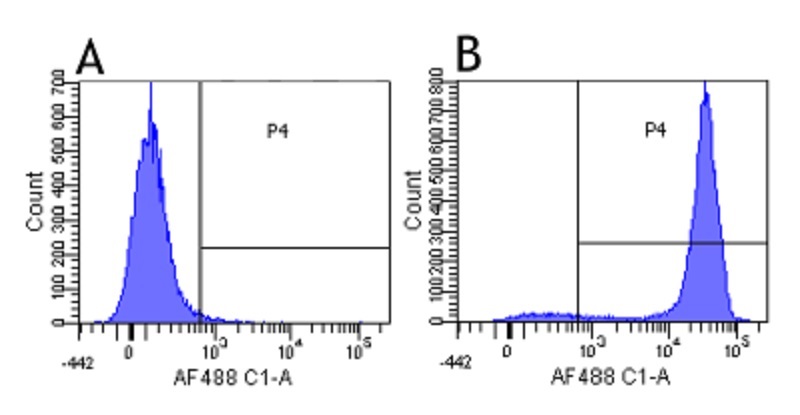 Western blot - Anti-CD52 antibody [YTH 34.5-G2b (Campath-1G)] (AB245701)