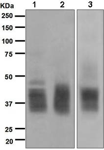 Western blot - Anti-CD53 antibody [EPR4342(2)] (AB134094), expandable thumbnail