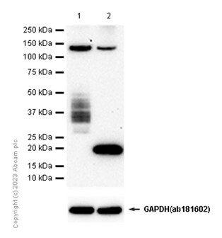 Western blot - Anti-CD53 antibody [EPR4342(2)] (AB134094), expandable thumbnail