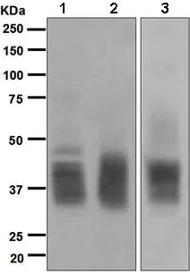 Western blot - Anti-CD53 antibody [EPR4342(2)] - BSA and Azide free (AB248679)