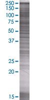CD55 293T Transfected Lysate - (positive control)