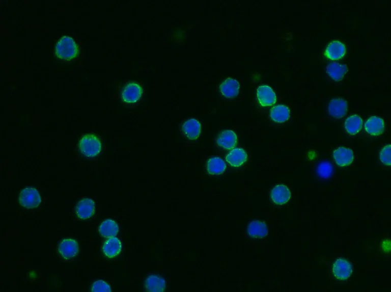Immunocytochemistry - Anti-CD55 antibody [076] - BSA and Azide free (AB276037)