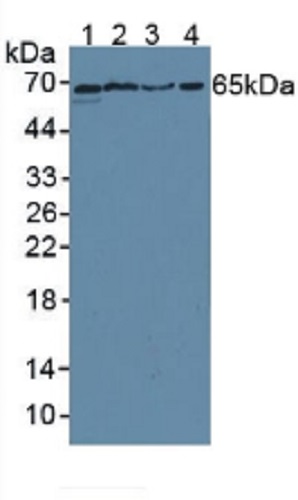 Western blot - Anti-CD55 antibody (AB231061)