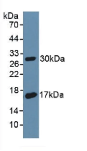 Western blot - Anti-CD55 antibody (AB231061)