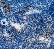 Immunohistochemistry (Formalin/PFA-fixed paraffin-embedded sections) - Anti-CD55 antibody (AB231734)