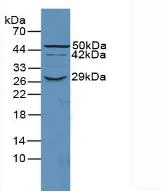 Anti-CD55 antibody (ab231734) | Abcam