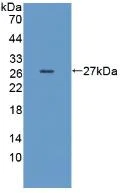 Anti-CD55 antibody (ab231734) | Abcam