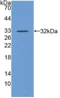 Western blot - Anti-CD55 antibody (AB232688)