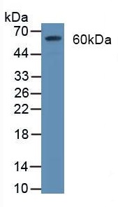 Western blot - Anti-CD55 antibody (AB232688)