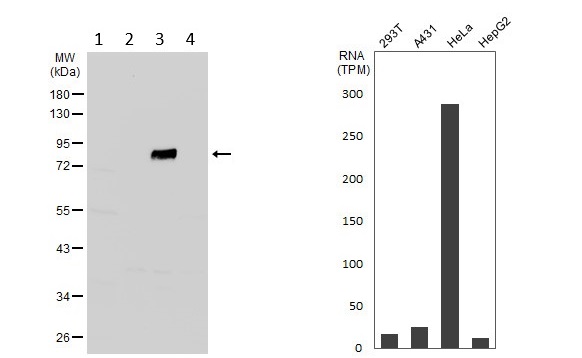 Western blot - Anti-CD55 antibody (AB96680)