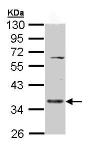 Western blot - Anti-CD55 antibody (AB96680)