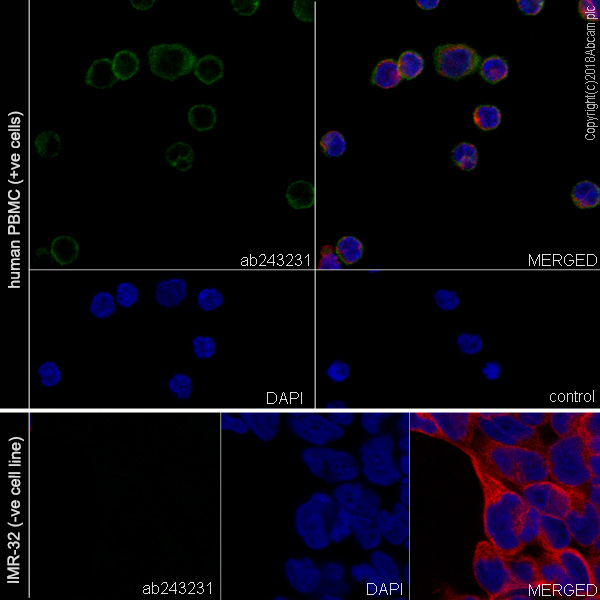 Immunocytochemistry/ Immunofluorescence - Anti-CD55 antibody [EPR22362-255] - BSA and Azide free (AB243560), expandable thumbnail