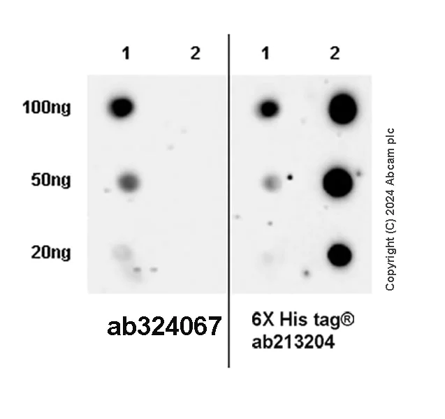 Dot Blot - Anti-CD55 antibody [EPR28962-549] - BSA and Azide free (AB324068)