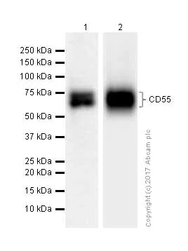 CD55抗体[EPR6689] (ab133684)| Abcam中文官网