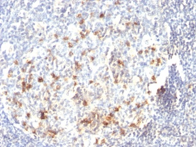 Immunohistochemistry (Formalin/PFA-fixed paraffin-embedded sections) - Anti-CD57 antibody [HNK-1 or Leu-7] (AB233871)
