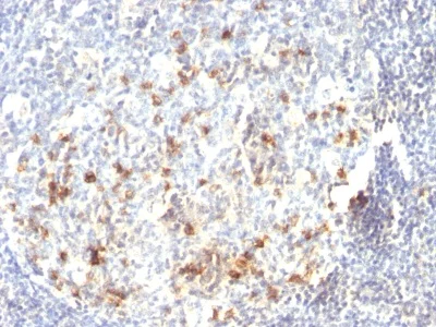 Immunohistochemistry (Formalin/PFA-fixed paraffin-embedded sections) - Anti-CD57 antibody [HNK-1 or Leu-7] (AB233871)