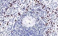 Immunohistochemistry (Formalin/PFA-fixed paraffin-embedded sections) - Anti-CD57 antibody [NK-1] (AB233872)