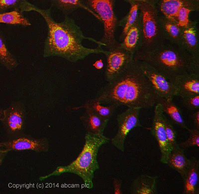 Immunocytochemistry/ Immunofluorescence - Anti-CD57 antibody [NK1], prediluted (AB82749)