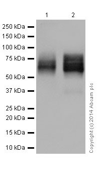 Western blot - Anti-CD58 antibody [EP15041] (AB196648), expandable thumbnail