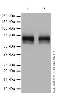 Western blot - Anti-CD58 antibody [EP15041] (AB196648), expandable thumbnail