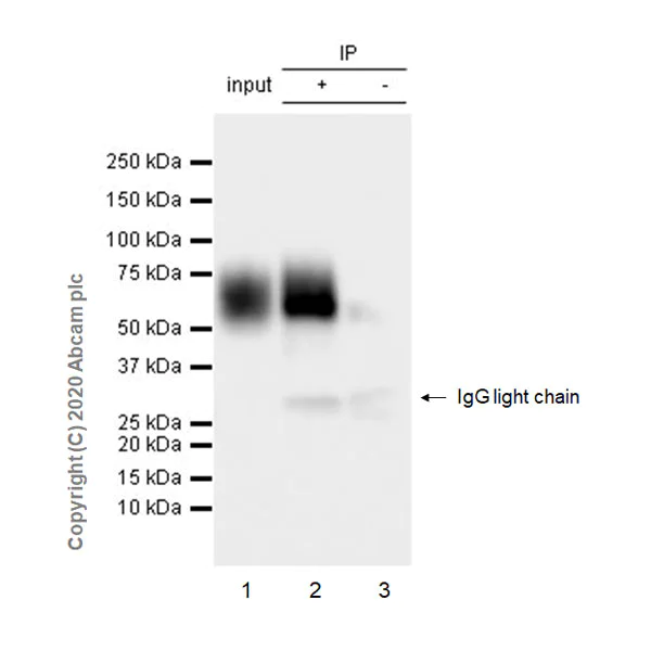 Immunoprecipitation - Anti-CD58 antibody [EPR24012-147] - BSA and Azide free (AB275398)