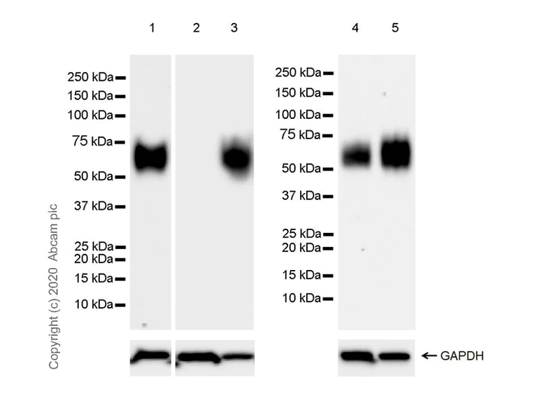 Western blot - Anti-CD58 antibody [EPR24012-147] - BSA and Azide free (AB275398)