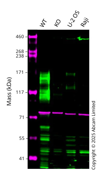 Western blot - Anti-CD58 antibody [EPR24012-147] - BSA and Azide free (AB275398)