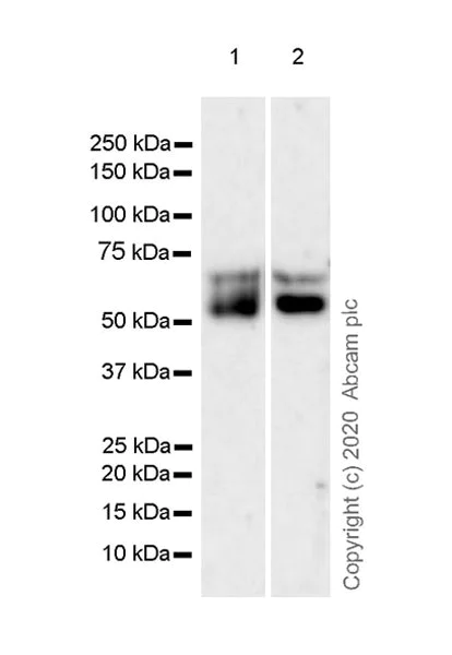 Western blot - Anti-CD58 antibody [EPR24012-147] - BSA and Azide free (AB275398)