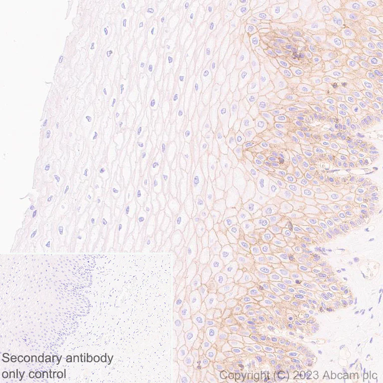 Immunohistochemistry (Formalin/PFA-fixed paraffin-embedded sections) - Anti-CD58 antibody [EPR24012-2] - BSA and Azide free (AB308436)