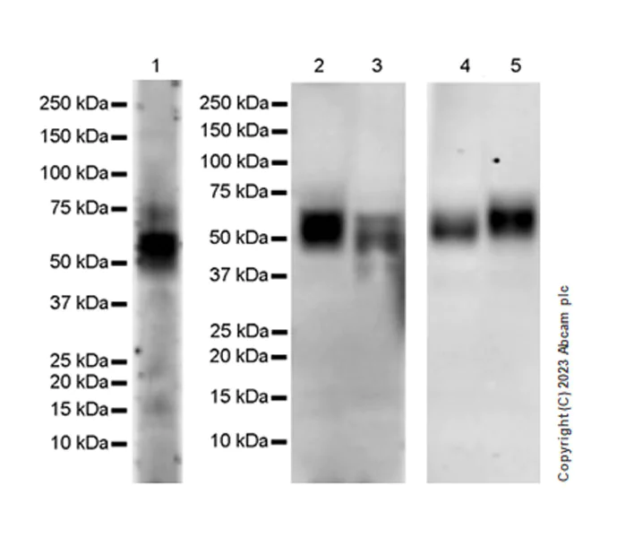 Western blot - Anti-CD58 antibody [EPR24012-2] - BSA and Azide free (AB308436)