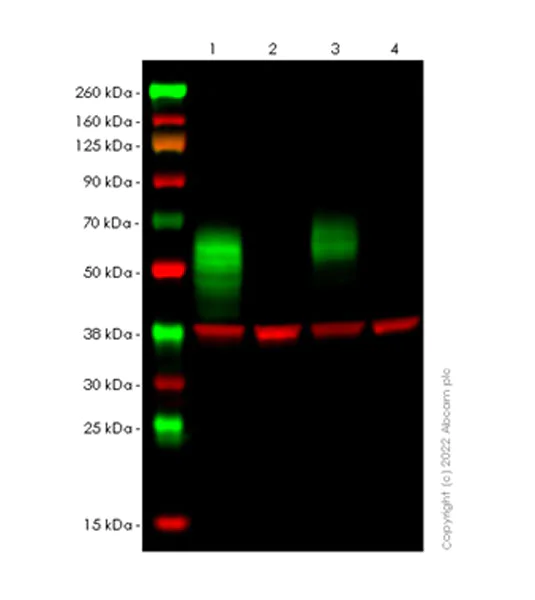 Western blot - Anti-CD58 antibody [EPR24012-2] - BSA and Azide free (AB308436)