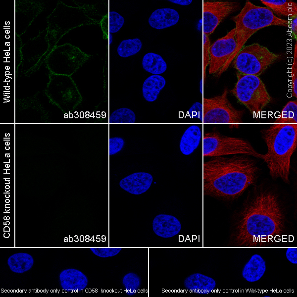 Immunocytochemistry/ Immunofluorescence - Anti-CD58 antibody [EPR27435-85] (AB308459)