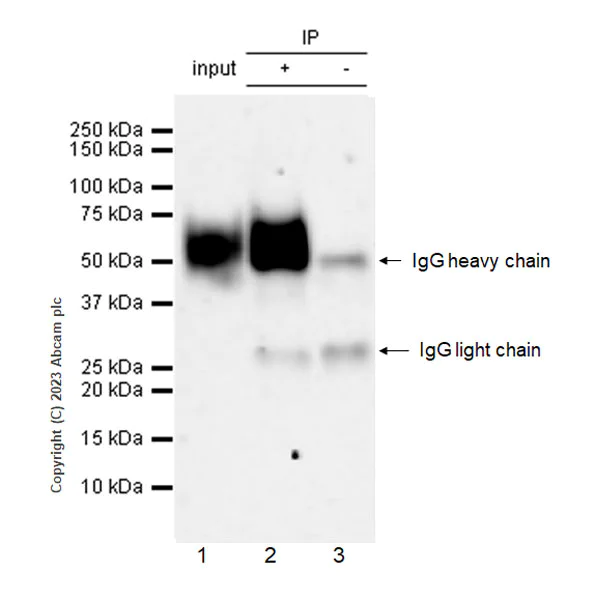 Immunoprecipitation - Anti-CD58 antibody [EPR27435-85] - BSA and Azide free (AB308460)