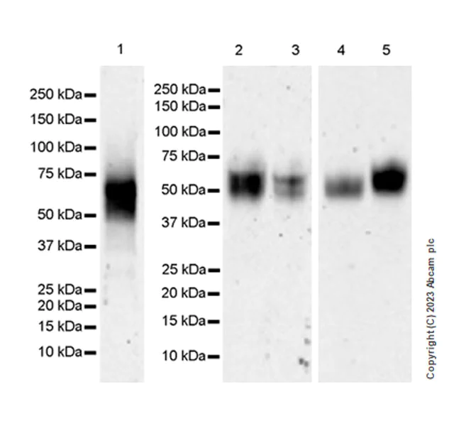 Western blot - Anti-CD58 antibody [EPR27435-85] - BSA and Azide free (AB308460)