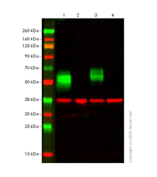Western blot - Anti-CD58 antibody [EPR27435-85] - BSA and Azide free (AB308460)