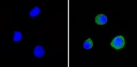 Immunocytochemistry/ Immunofluorescence - Anti-CD58 antibody [TS2/9] (AB171087), expandable thumbnail
