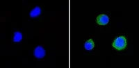 Immunocytochemistry/ Immunofluorescence - Anti-CD58 antibody [TS2/9] (AB171087)