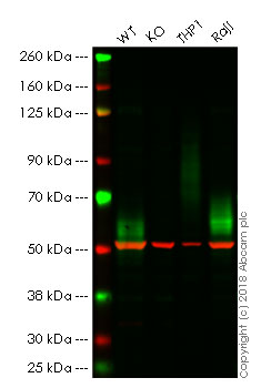 Western blot - Anti-CD58 antibody [TS2/9] (AB171087), expandable thumbnail
