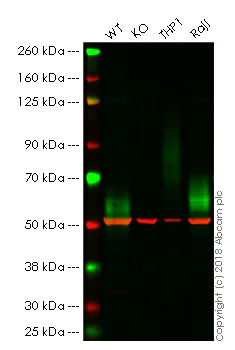 Western blot - Anti-CD58 antibody [TS2/9] (AB171087)