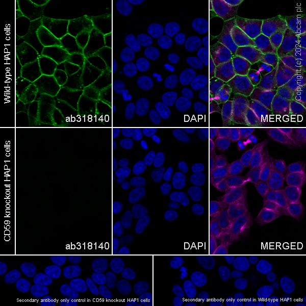 Immunocytochemistry/ Immunofluorescence - Anti-CD59 antibody [EPR28954-50] - BSA and Azide free (AB318141), expandable thumbnail